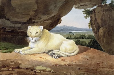 Lioness by Samuel Howitt