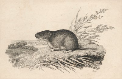 Muskrat by Samuel Howitt