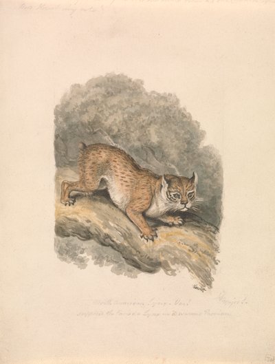 North American Lynx by Samuel Howitt