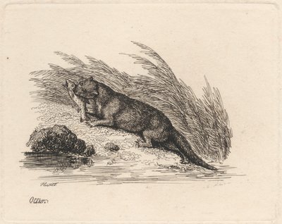 Otter by Samuel Howitt