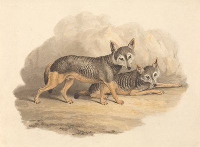 Two Hyenas by Samuel Howitt