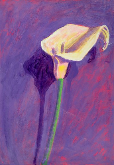 Arum Lily by Sara Hayward