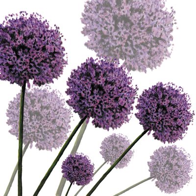 Allium Fernandez, 2004 by Sarah Hough