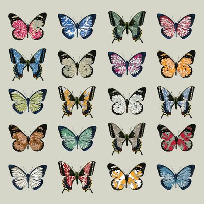 Papillon by Sarah Hough