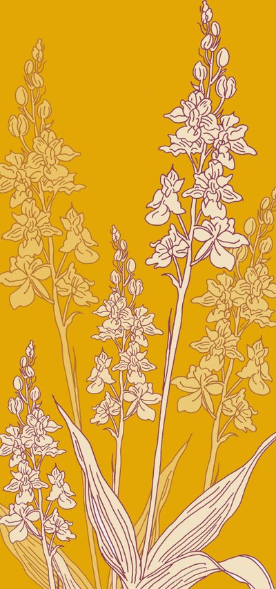 Spider Orchid, 2017 by Sarah Hough