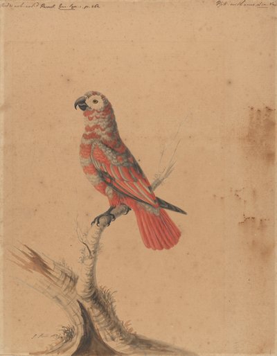 A Red Parrot by Sarah Stone