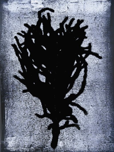 Black Fern by Sarah Thompson Engels