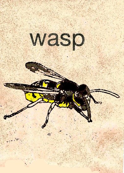 Wasp by Sarah Thompson Engels