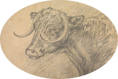 Head of a Bull by Sawrey Gilpin