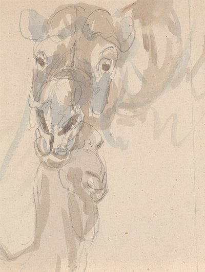 Study of a Camel