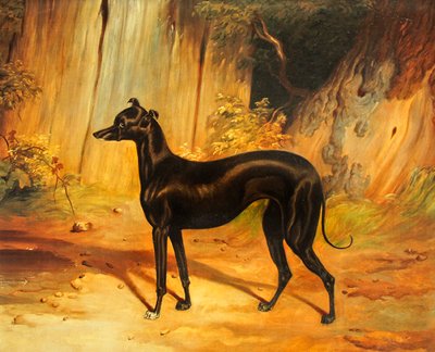 Italian greyhound by School English