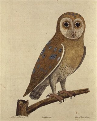 Owl by School English