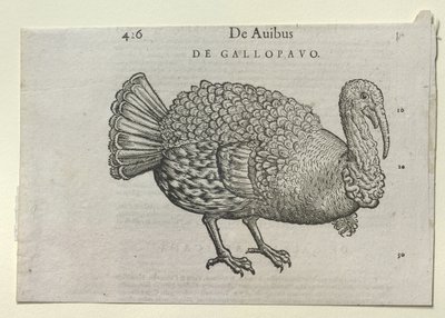A Turkey by School German