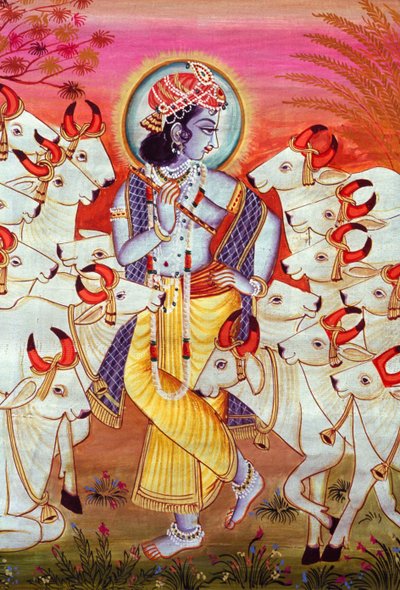 Lord Krishna and Cows Miniature Painting by School Indian
