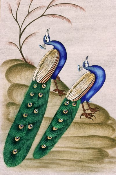 Peacock by School Indian
