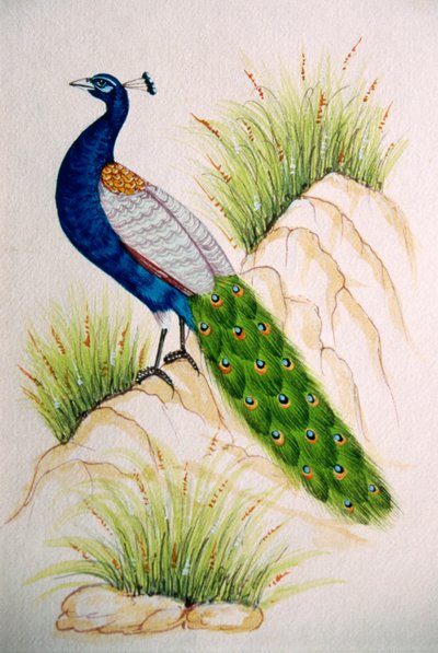 Peacock by School Indian
