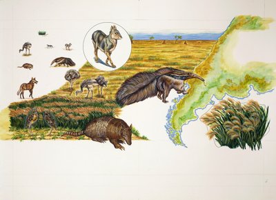 Argentina, the Pampas by School Italian