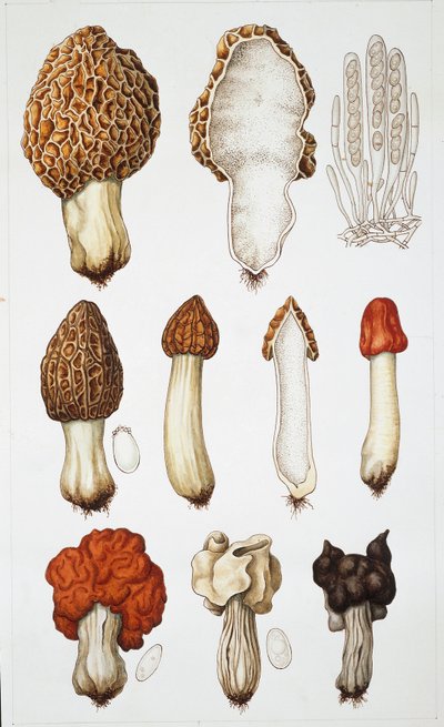 Mushrooms by School Italian