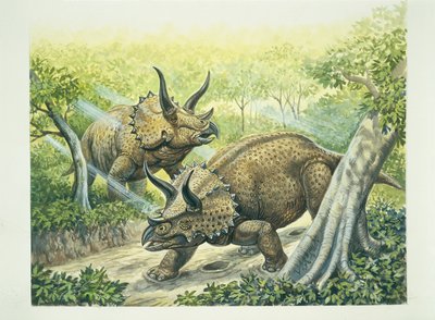 Triceratops horridus, Cretaceous period by School Italian