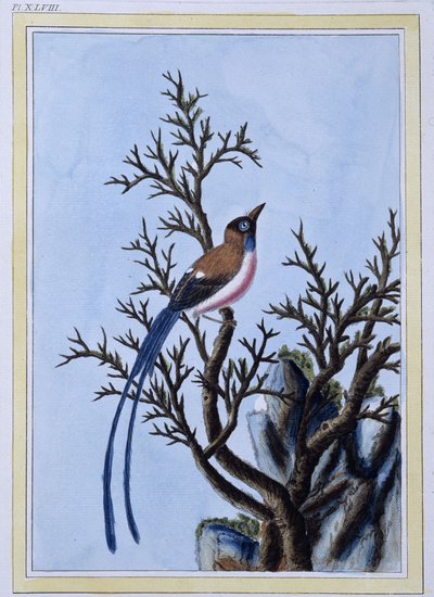 Bird - Japanese Print by Japanese School