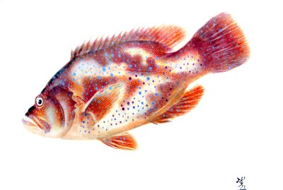 Gyotaku by Japanese School
