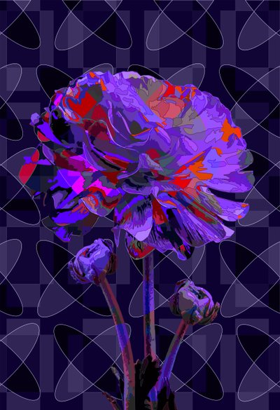 Carnation, 2019 by Scott J. Davis