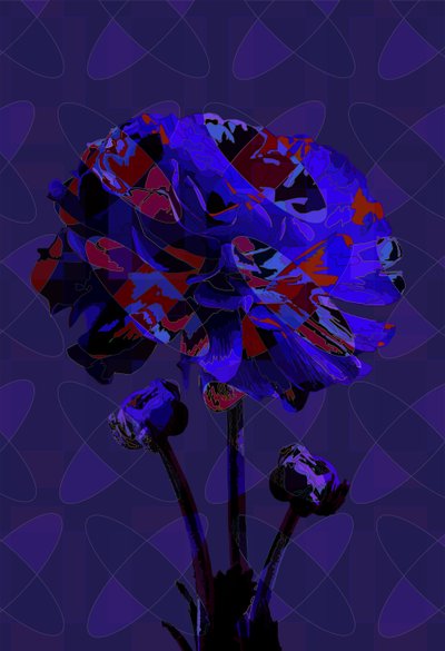 Carnation,3 by Scott J. Davis