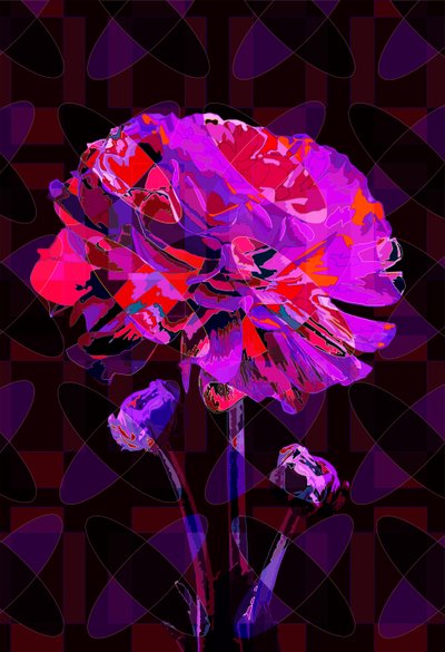Carnation4 by Scott J. Davis