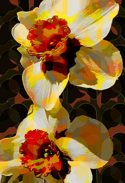 Daffodil by Scott J. Davis