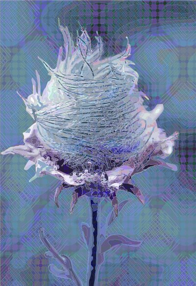 Wood Avens, 2019 by Scott J. Davis