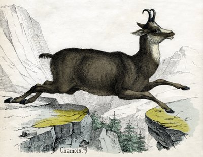 Antique Print of a Chamois by Scottish School