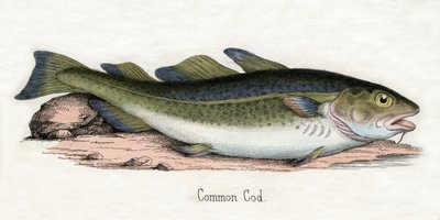 Antique Print of an Atlantic Cod by Scottish School