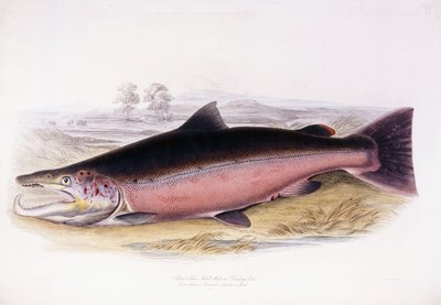Salmo Salar by Scottish School
