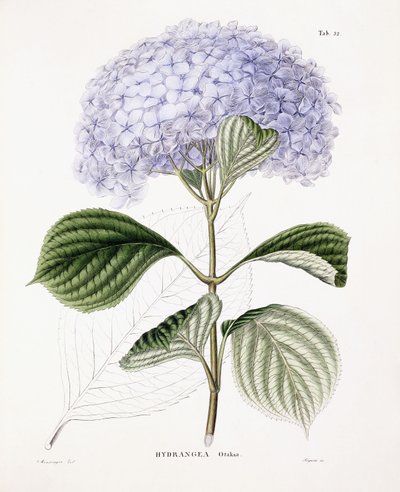 Hydrangea Ottaksa by Sebastian Minsinger