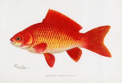 Goldfish (Carassius Auratus) by Sherman Foote Denton