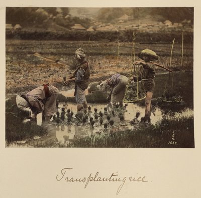Transplanting Rice by Shinichi Suzuki