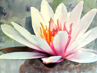 Water Lilies by Sil A
