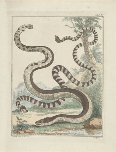 Flat-Tailed Snakes by Simon Fokke