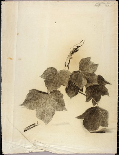 Leaves by Solon H. Borglum