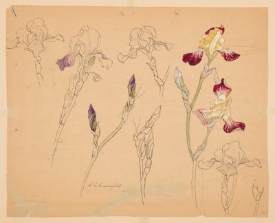 Studies of Irises by Sophia L. Crownfield