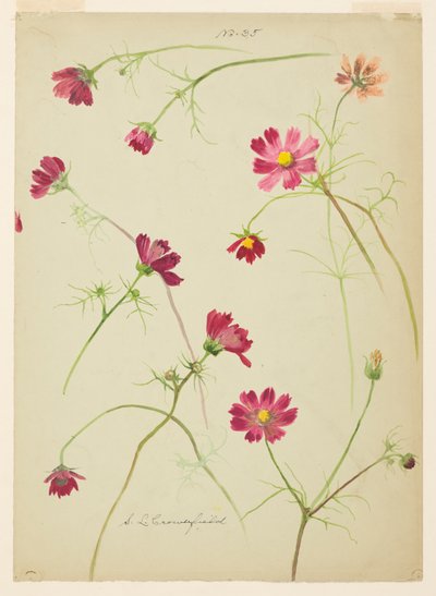Study of Cosmos by Sophia L. Crownfield