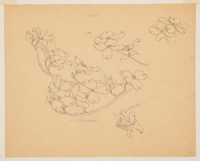 Study of Dogwood by Sophia L. Crownfield