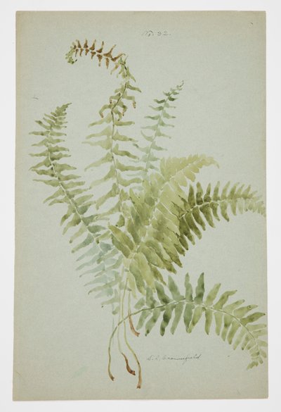 Study of Fern by Sophia L. Crownfield