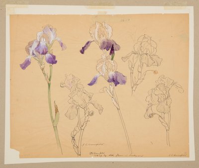 Study of Irises by Sophia L. Crownfield