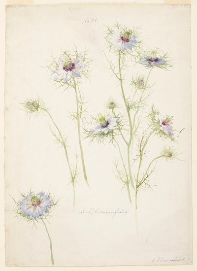Study of Love-in-a-mist by Sophia L. Crownfield