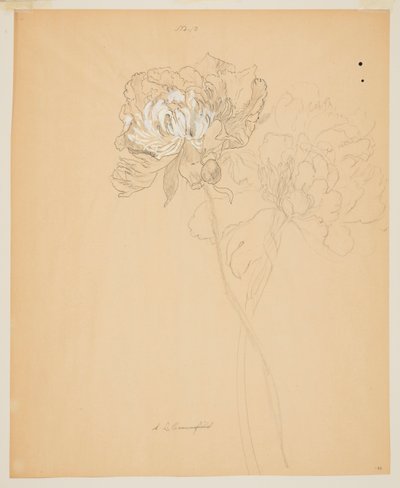 Study of Peonies by Sophia L. Crownfield