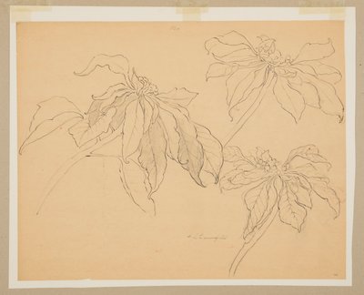 Study of Poinsettias by Sophia L. Crownfield
