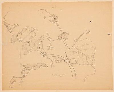Study of Squash Vines by Sophia L. Crownfield