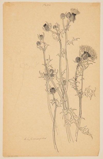 Study of Thistle Plants by Sophia L. Crownfield