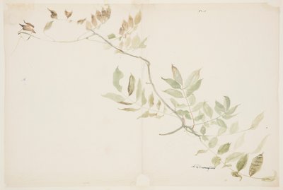 Study of Wisteria Foliage by Sophia L. Crownfield